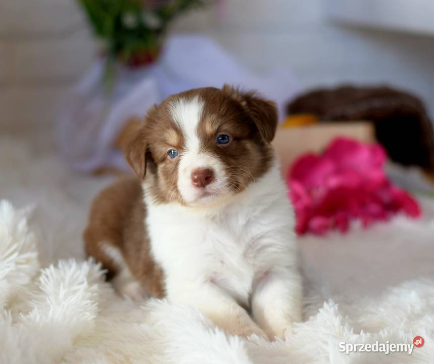 Border Collie szczenieta Drawno sprzedam