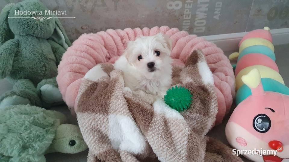 Maltańczyk sunia ZHPR UCI Mierczyce