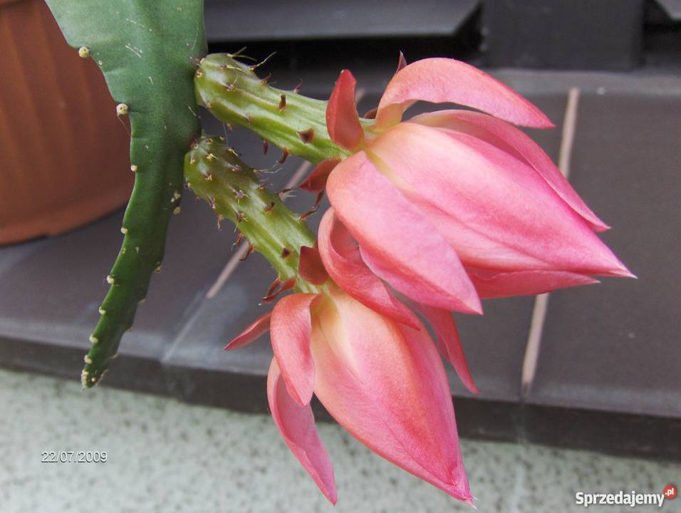 EPIPHYLLUM RóżoweTYPOWO różowy Kwiaty Skawina