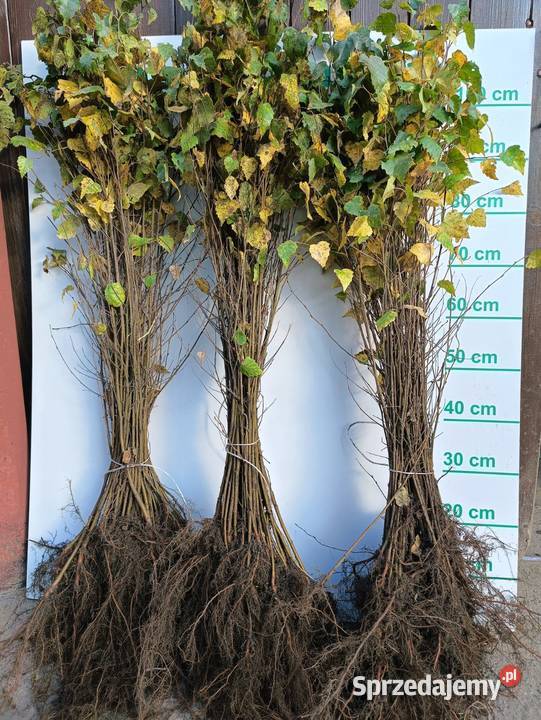 Brzoza sadzonki 80 110 Szczecinek