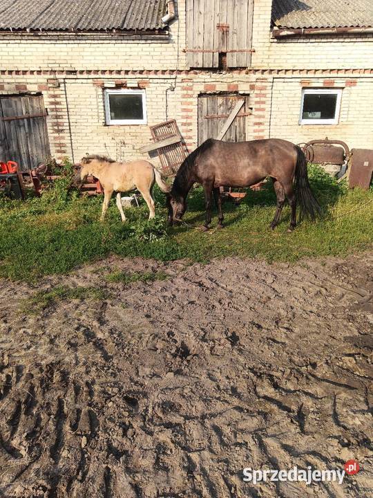 Sprzedam kobyłe ze źrubką lubelskie Stok