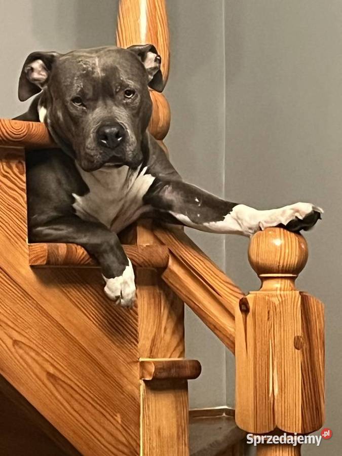 Amstaff Zapraszamy do rezerwacji Szczenięta o Sarnowo
