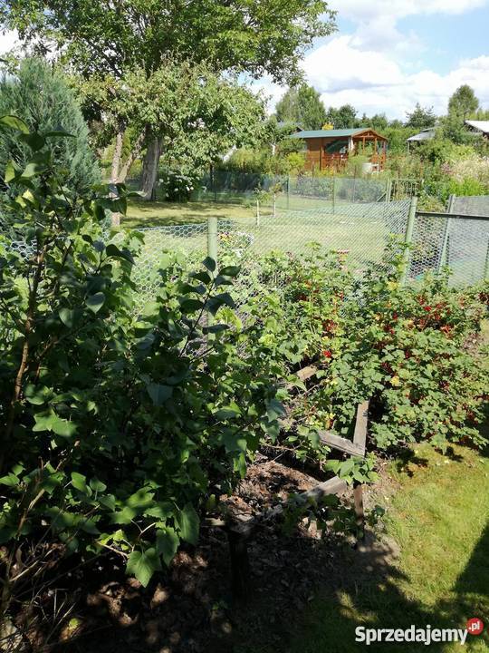 Ogródek działkowy ROD w Wadągu Olsztyn