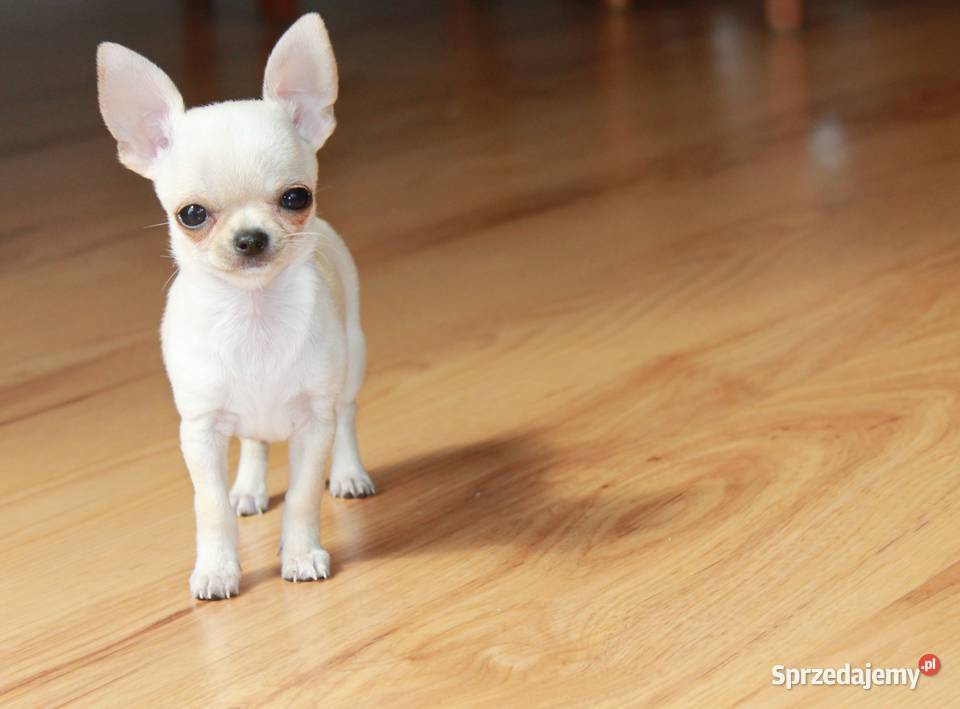 Chihuahua MINI krótkowłosy chłopiec ZKwP FCI zachodniopomorskie Świnoujście sprzedam