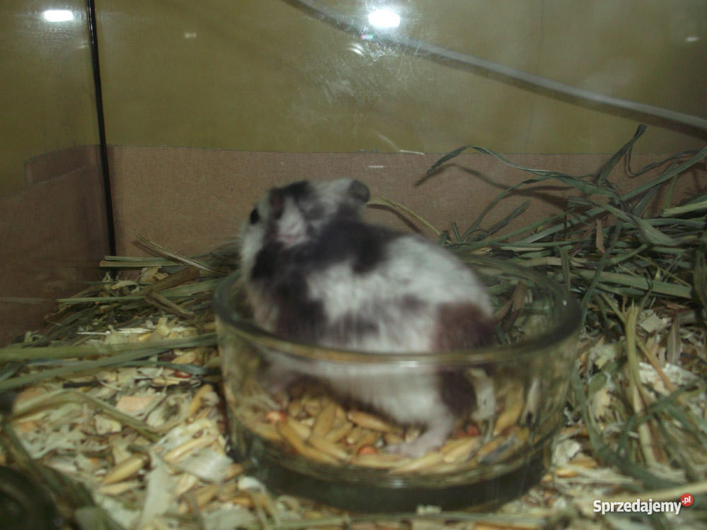 chomik panda Dąbrowa Górnicza