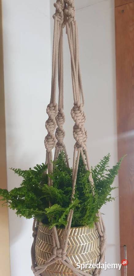 Kwietnik beżowy Dębica