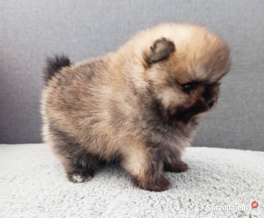 Piękny wyjątkowo puszysty malutki Szpic opolskie sprzedam