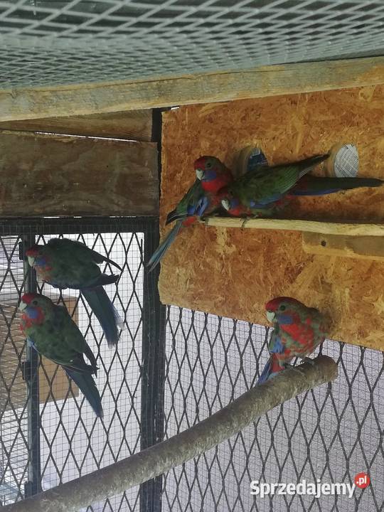 Sprzedam rozelle królewskie Nowy Sącz