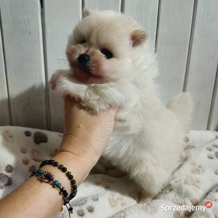 SUCZKA SZPIC MINIATUROWY POMERANIAN BOO BIAŁA Tarnowskie Góry