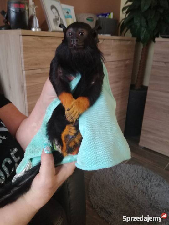 Tamaryna złotoręka roczny samiec Pleszew