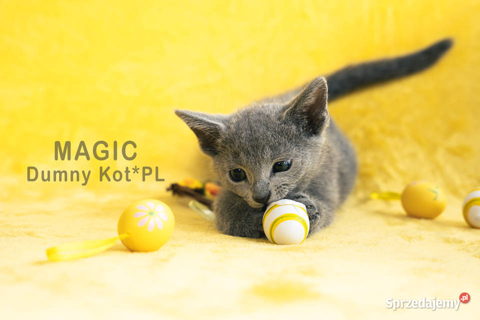 Kocięta Rosyjskie Niebieskie Toruń