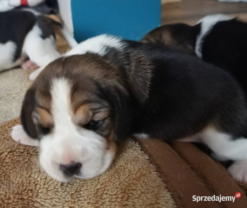 Beagle tricolor ZKwP śląskie Konopiska sprzedam
