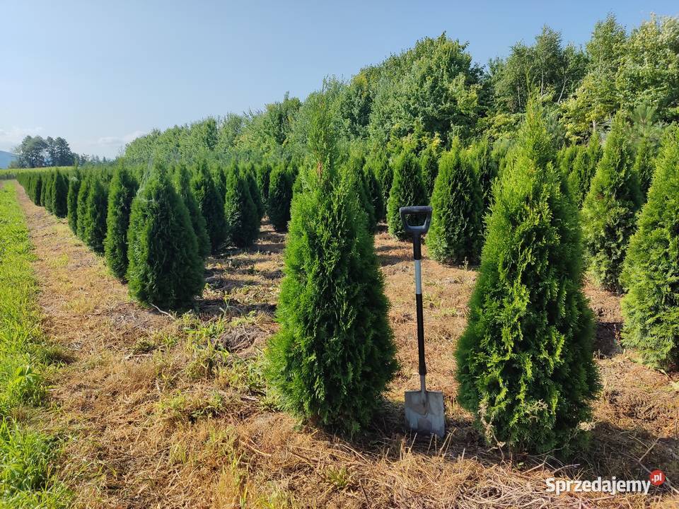 Wysokie Tuje Szmaragd Kraków 1m 15 m 2 m dostawa sprzedam