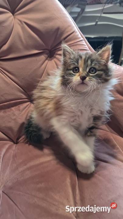 Maine Coon MCO Polesie Mikułowskie