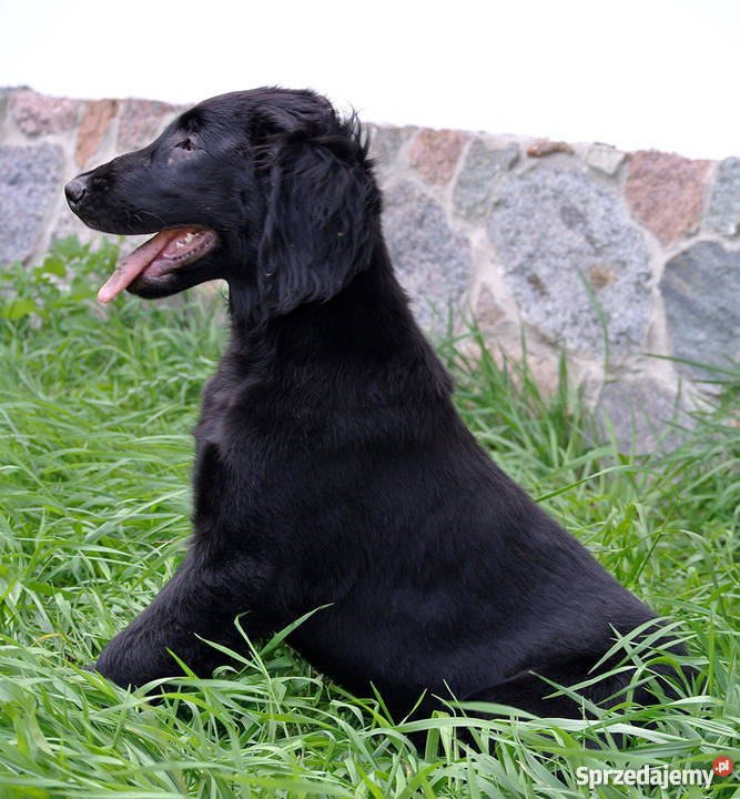 Flat coated retriever 4 miesięczny szczeniak ZKw mazowieckie