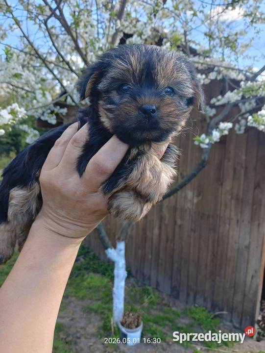 Yorkshire terrier dziewczynka York Mochała