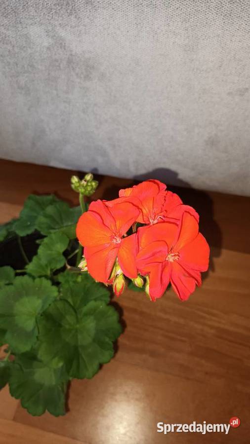 Duża pelargonia kwitnąca aktualnie na czerwono Warszawa