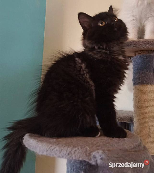 Śliczny Kocurek Syberyjski Odi PZFWCF Sochaczew