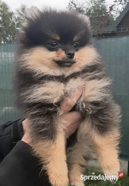 Szpic miniaturowy pomeranian sunia Zwierzęta Pabianice
