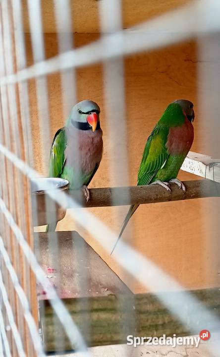 Aleksandretta różowopierśna Ostroróg