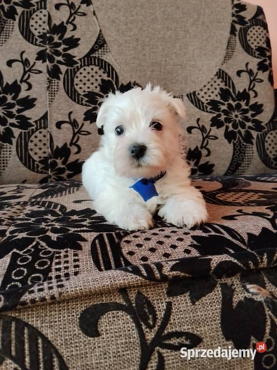 West Highland White Terrier West Highland White Terrier podlaskie Sokoły