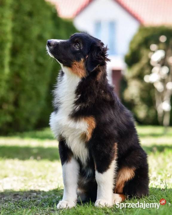 Owczarki australijskie FCI kilka szczeniąt z