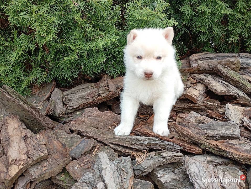 Siberian husky boy śląskie Racibórz