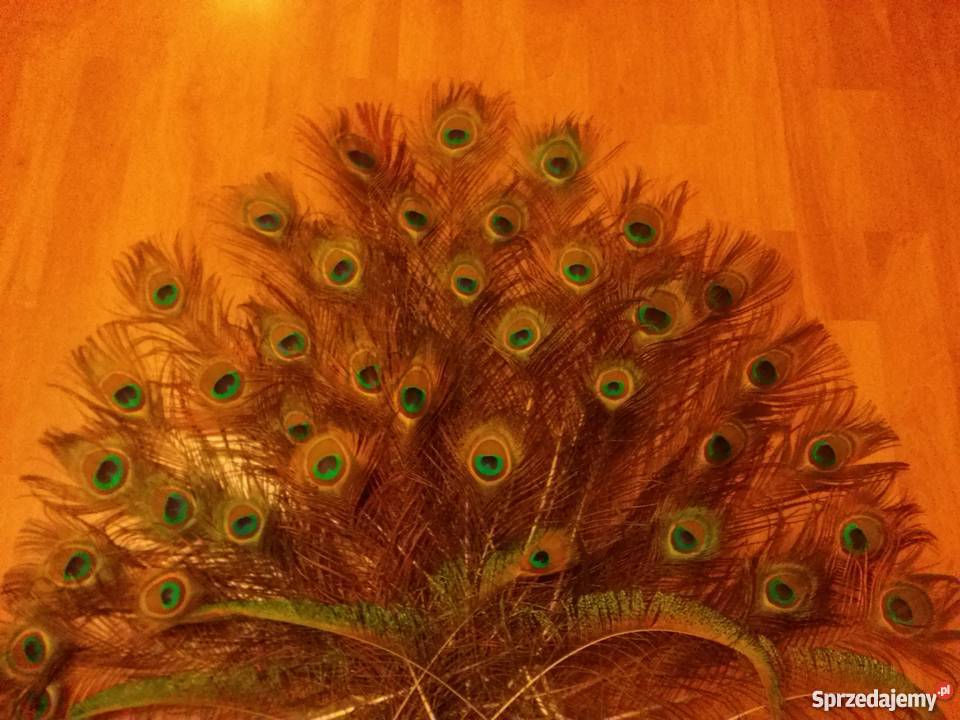 Pawie pióra