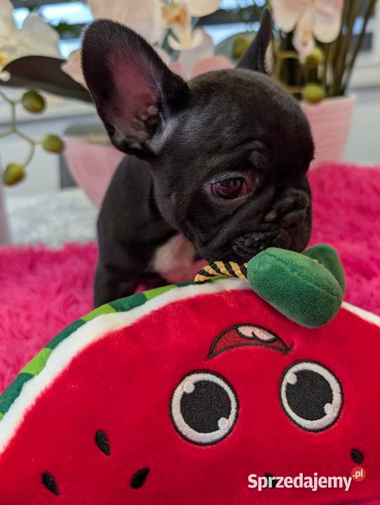 Buldog francuski suczka Gdańsk