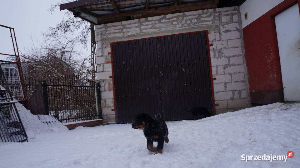 Szczenię Rottweiler Rottweiler Bydgoszcz