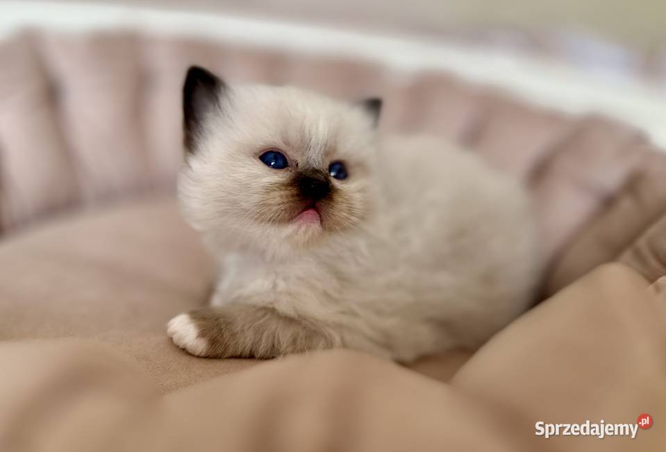 Kociątko rasy ragdoll Warszawa sprzedam