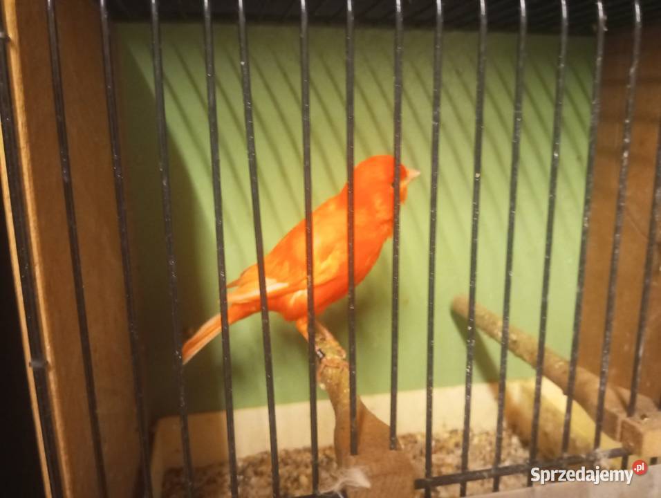 Sprzedam kanarka samca Gródek nad Dunajcem