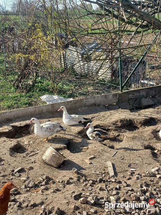 Kaczki francuskie Porąbka Uszewska
