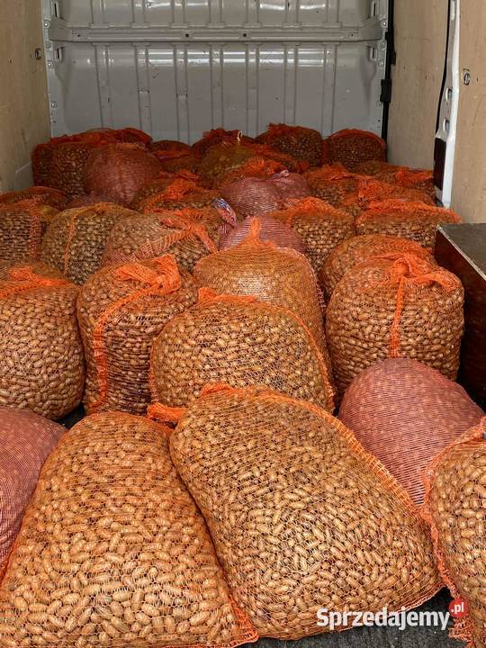 Sprzedam bukiew i żołędzie nasiona buku i dębu Leśnictwo