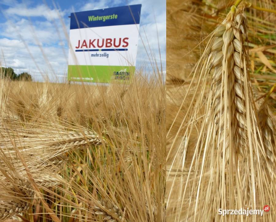 Jęczmień ozimy JAKUBUSwielorzędowy lubuskie Żagań