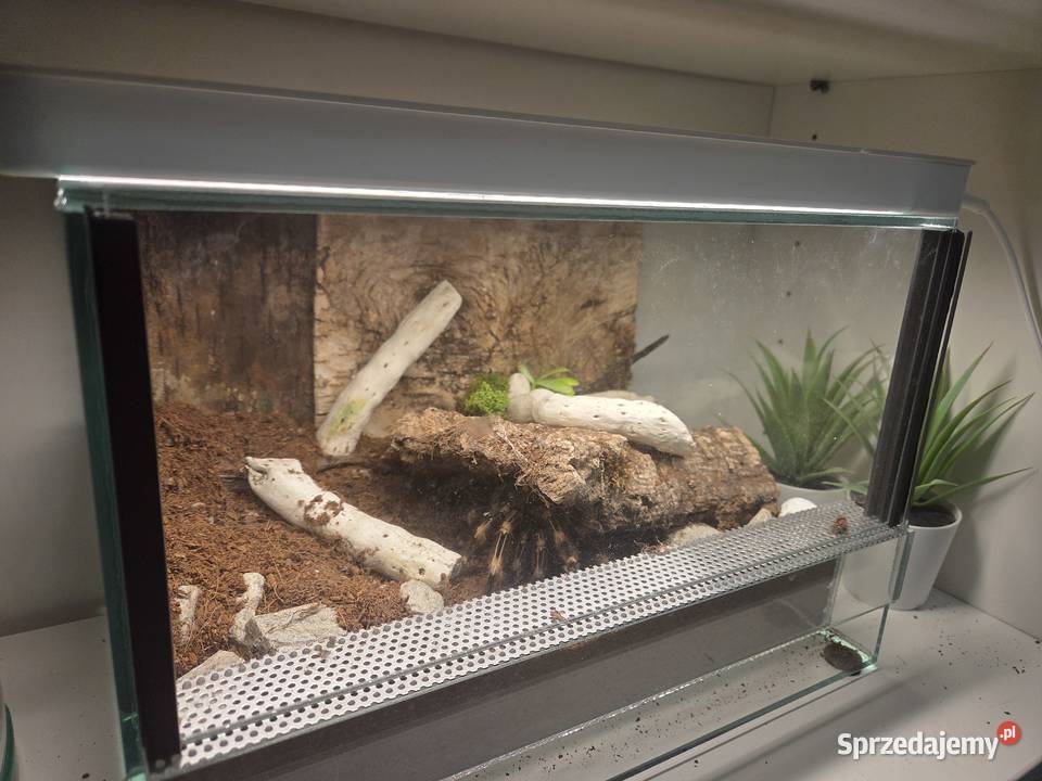 Ptasznik Vitalius Chromatus 4 letnia samica Poznań