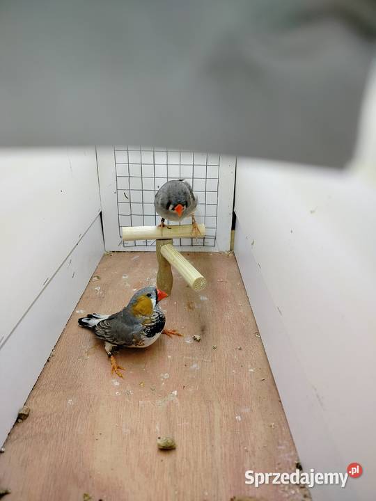 Zeberki wystawowe 2025 Jarosław