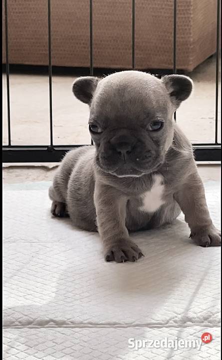 SREBRNE SZARE szczeniaki Buldog Francuski Słupsk