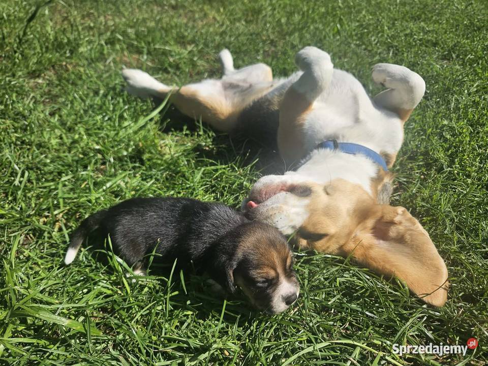 Ostatnia cudowna dziewczynka Beagle FCI