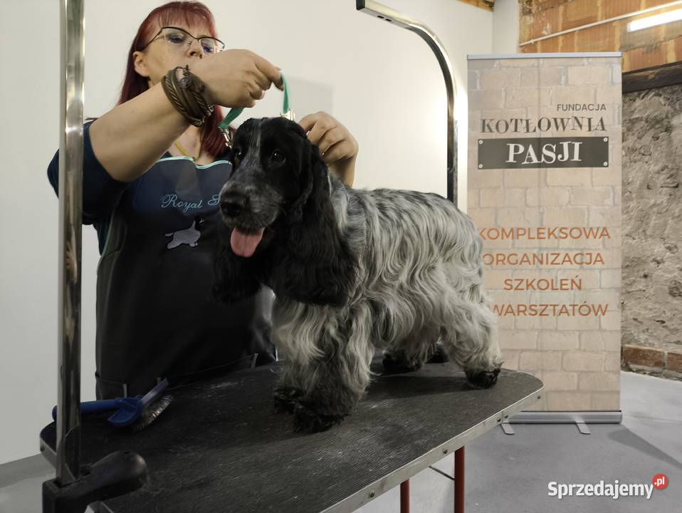 Szkolenia groomerów Duży Dół