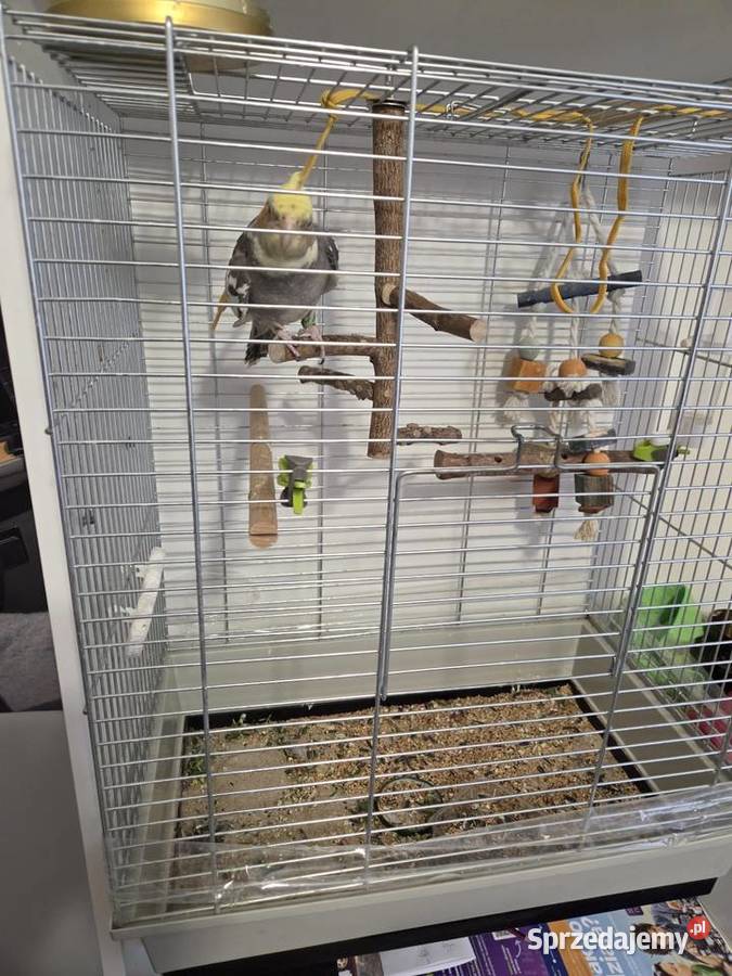 Nimfa samczyk ręcznie wykarmienia z klatką Ptaki Poznań