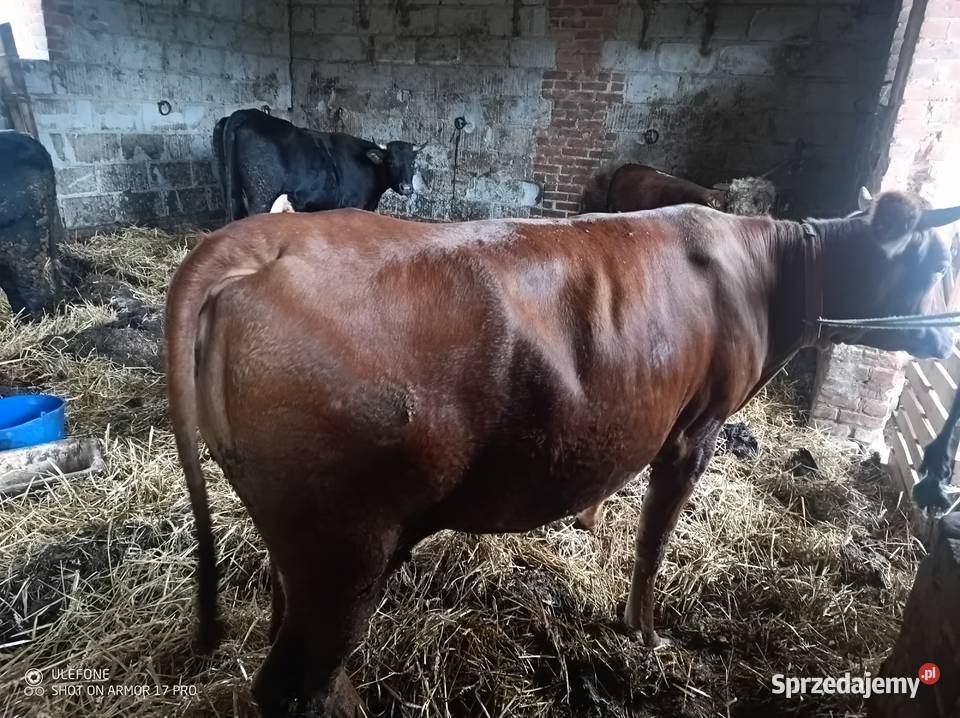 Krowa Pierwiastka Jałówka Chrzanów
