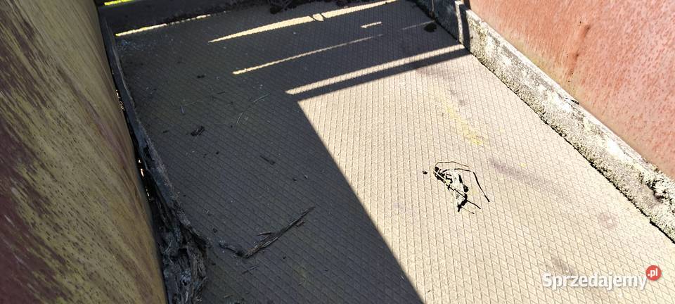 Przyczepa jednoosiowa nieuszkodzony Przyczepy rolnicze Lubin