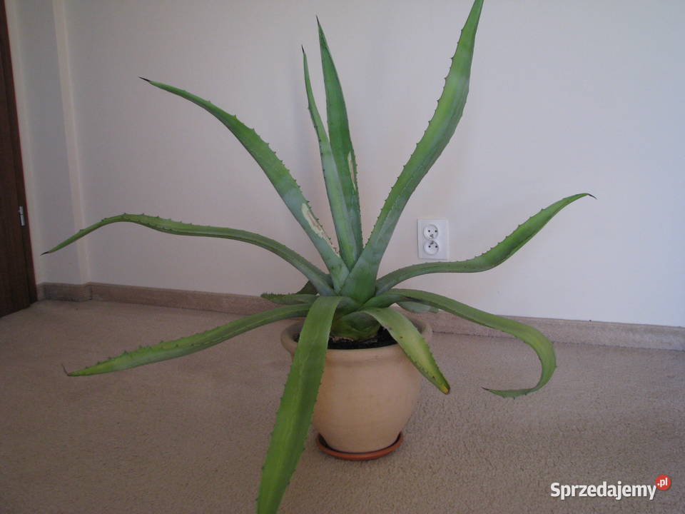 Piękna duża agawa ogrodowa 3 Brzegi sprzedam