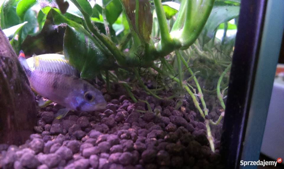 Apistogramma Panduro Pozostałe łódzkie Łódź