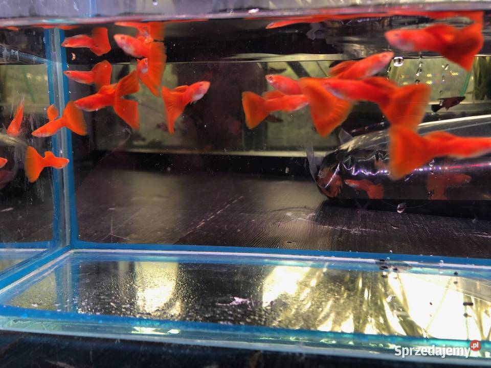 Gubik Full Red Albino łódzkie Justynów