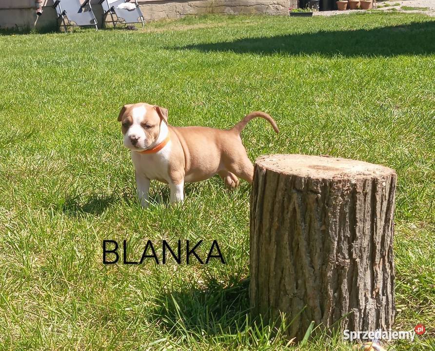 American Staffordshire Terrier podlaskie