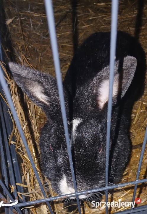 Króliczka miniaturka Gryzonie Radzymin