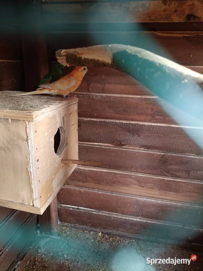 Para świergotek wielkopolskie