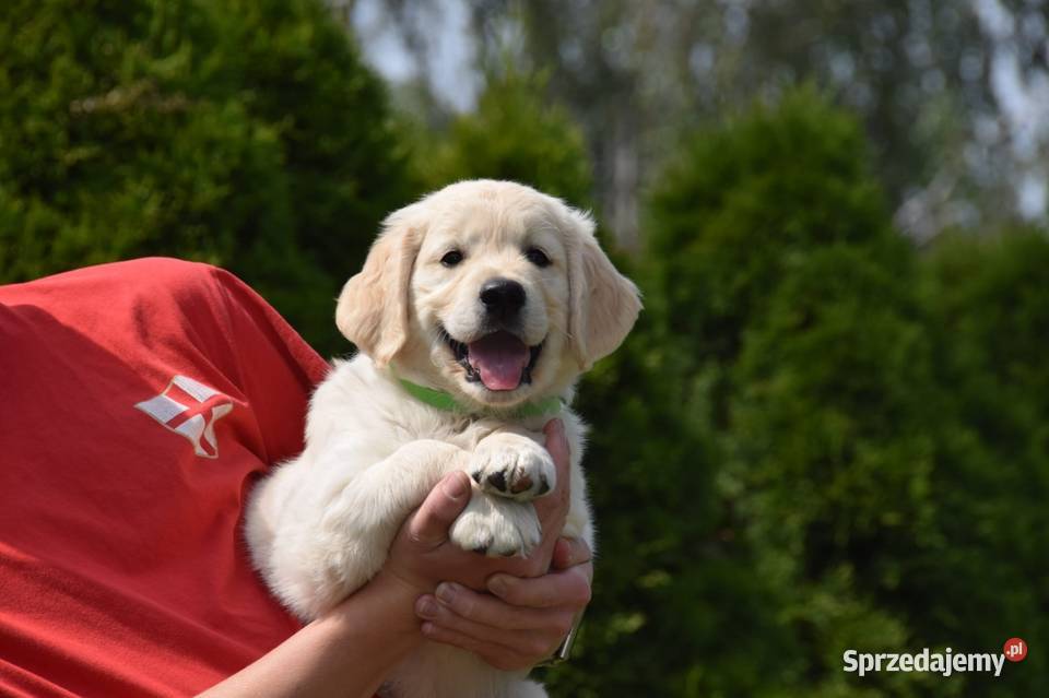 Golden Retriever Zkwp fci Łochów